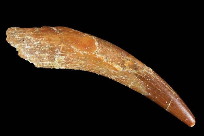 Pterosaur (Siroccopteryx) Tooth - Morocco #94140